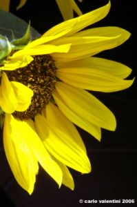 girasole14
