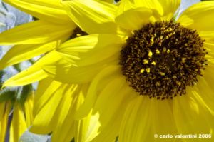 girasole15