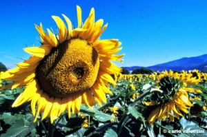 girasole643_42