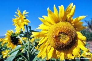girasole643_44