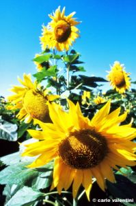 girasole643_47