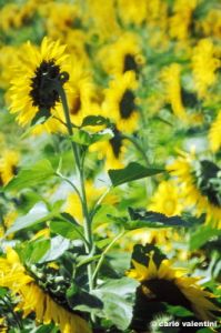 girasole644_03