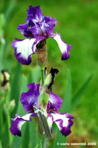 girdino_iris04