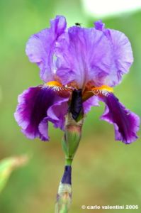 girdino_iris05