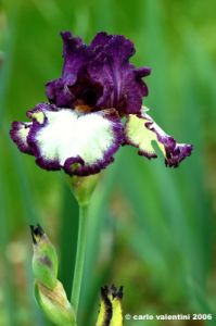girdino_iris06