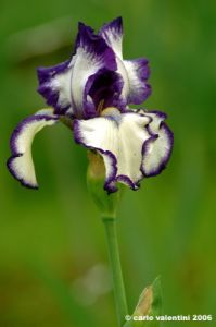 girdino_iris07