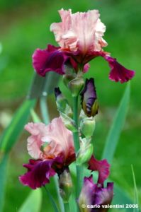girdino_iris09