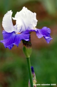 girdino_iris10