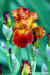 girdino_iris13