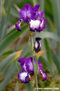 girdino_iris14