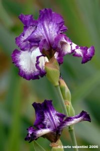 girdino_iris15