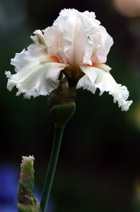 iris02