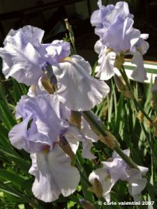 iris02_070424