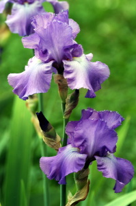 iris06