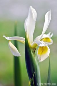 iris061
