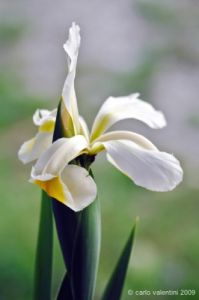 iris062