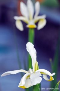 iris067