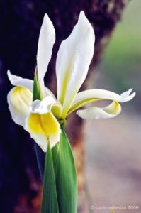 iris068