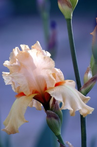 iris08