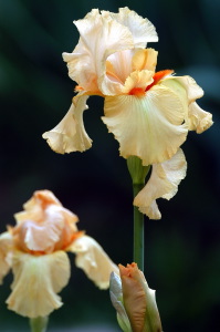 iris09