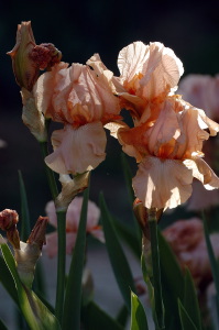 iris10