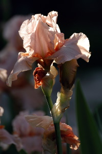 iris11