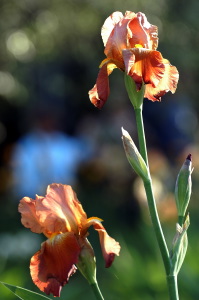 iris14