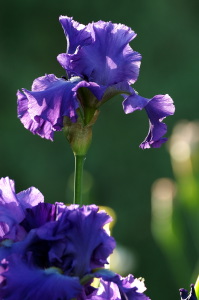 iris15