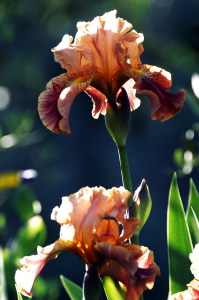 iris18
