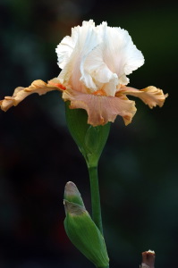 iris19