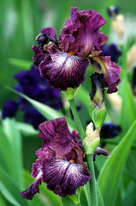 iris20