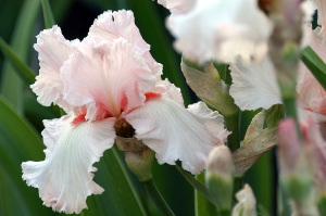 iris23