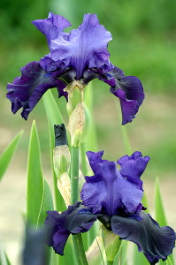 iris24