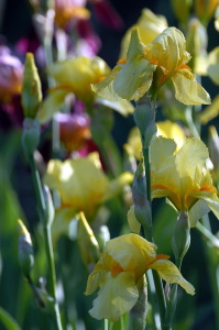 iris26