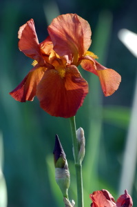 iris27