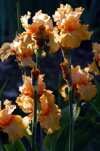 iris28