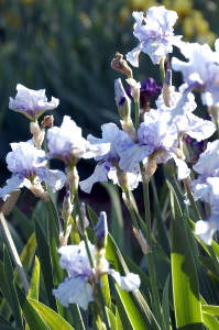 iris31