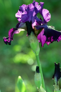 iris33