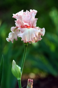 iris36