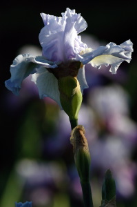 iris38