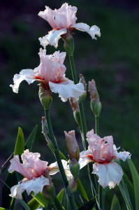 iris42