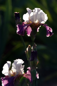 iris43