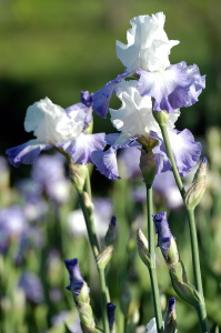 iris47