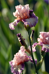 iris49