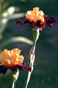 iris51