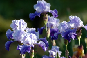 iris54