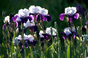 iris57