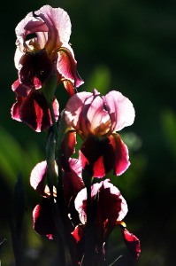 iris60