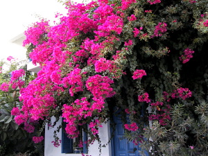 koufonissi11_000828