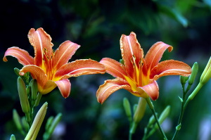 lilium4